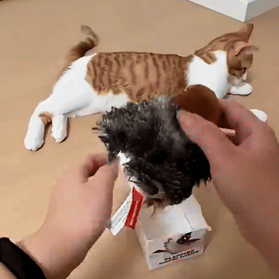Flapping Cat Toy